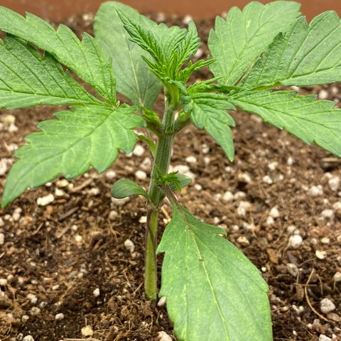 Harmony growlog timeline photo