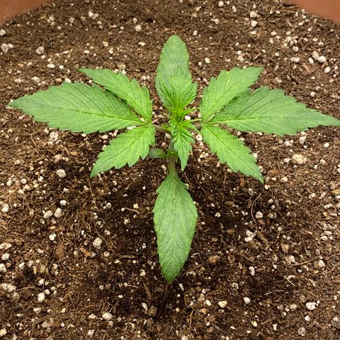 Harmony growlog timeline photo