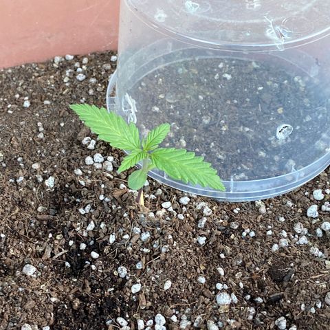 Angola growlog timeline photo