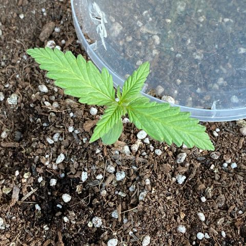 Angola growlog timeline photo