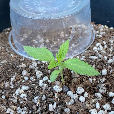 Angola growlog timeline photo