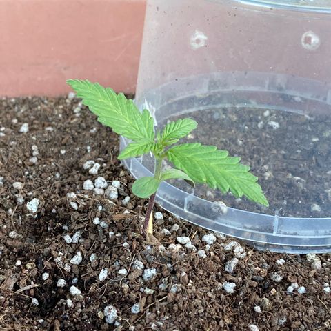 Angola growlog timeline photo