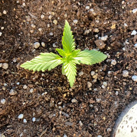 Angola growlog timeline photo