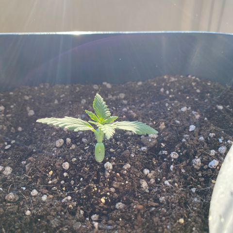 Angola growlog timeline photo
