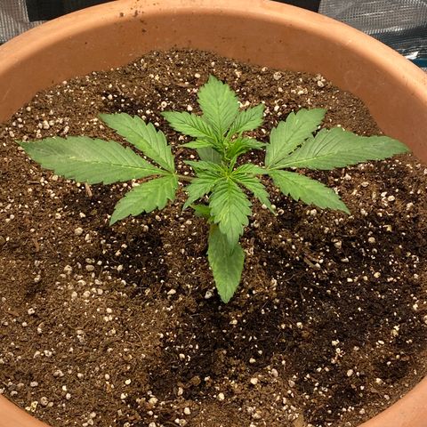 Harmony growlog timeline photo