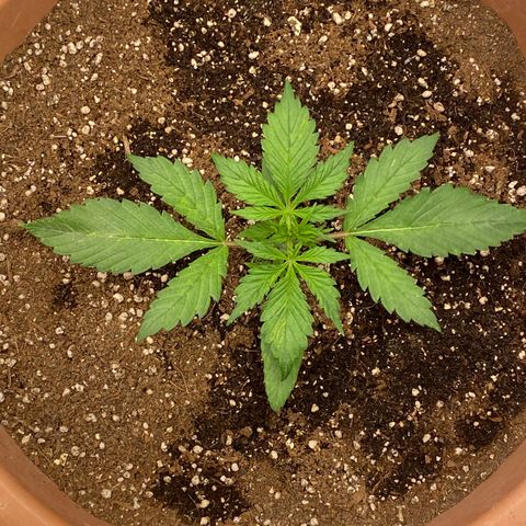 Harmony growlog timeline photo