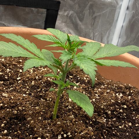 Harmony growlog timeline photo
