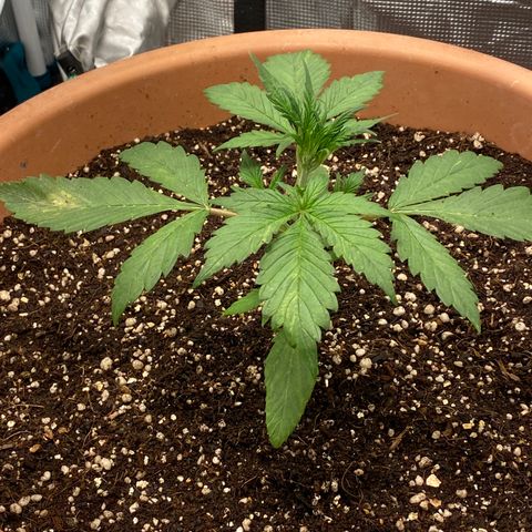 Harmony growlog timeline photo