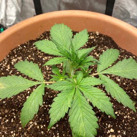 Harmony growlog timeline photo