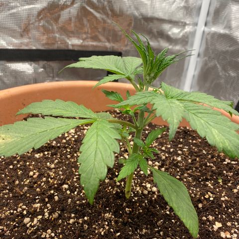 Harmony growlog timeline photo