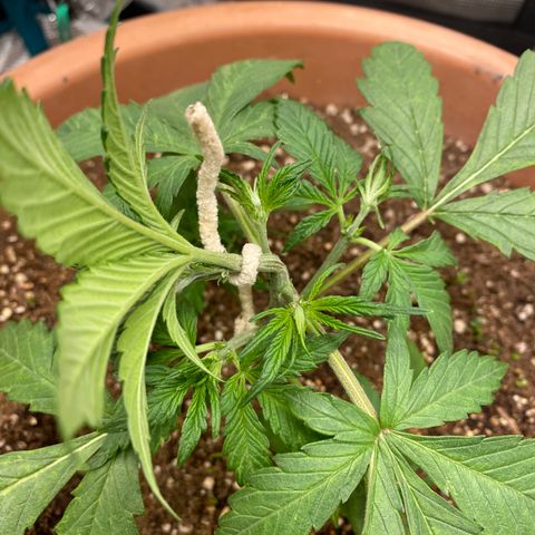 Harmony growlog timeline photo