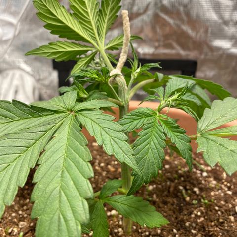 Harmony growlog timeline photo