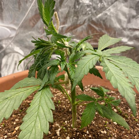 Harmony growlog timeline photo