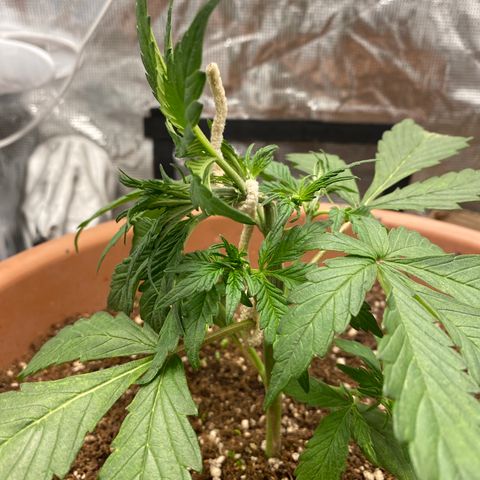 Harmony growlog timeline photo