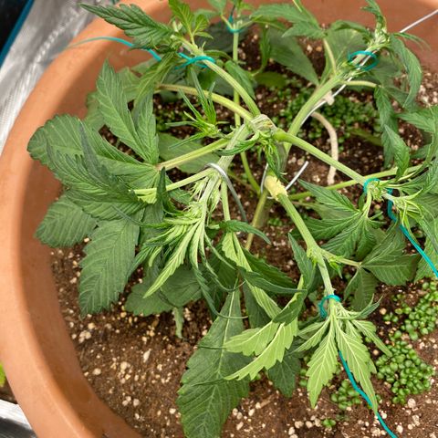 Harmony growlog timeline photo
