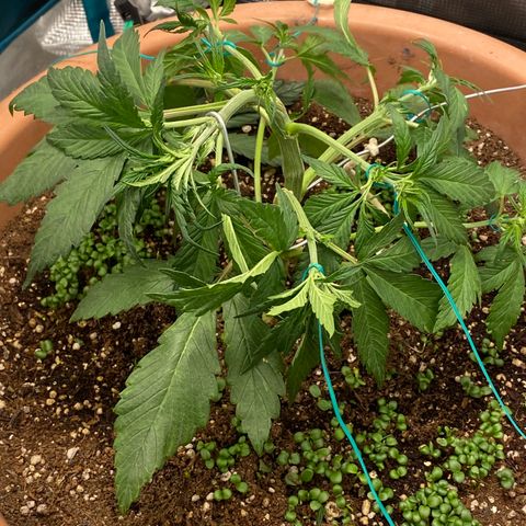 Harmony growlog timeline photo