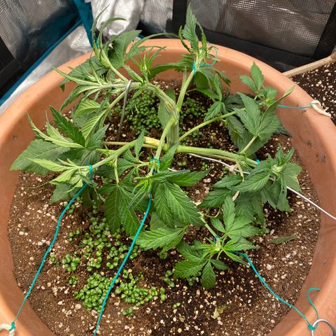 Harmony growlog timeline photo