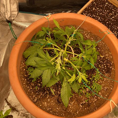 Harmony growlog timeline photo