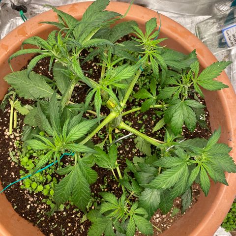 Harmony growlog timeline photo