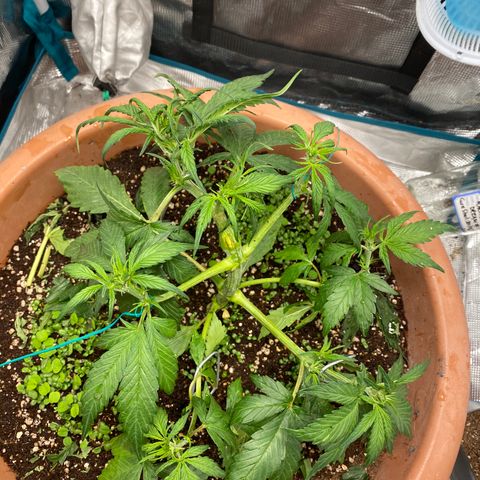 Harmony growlog timeline photo