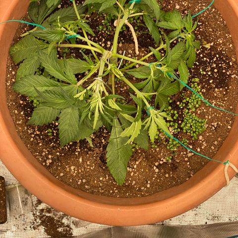 Harmony growlog timeline photo