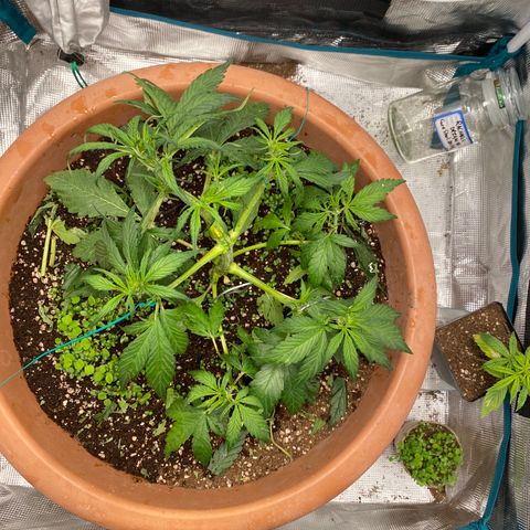 Harmony growlog timeline photo