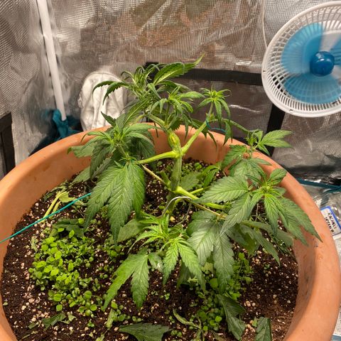 Harmony growlog timeline photo