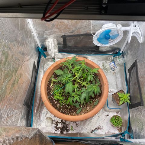 Harmony growlog timeline photo