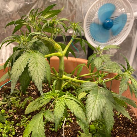 Harmony growlog timeline photo