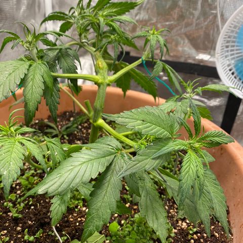 Harmony growlog timeline photo