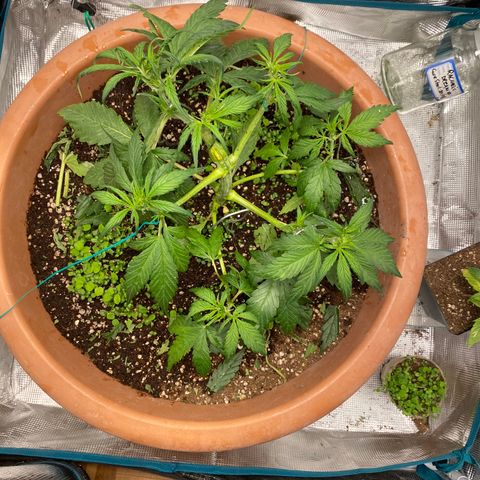 Harmony growlog timeline photo