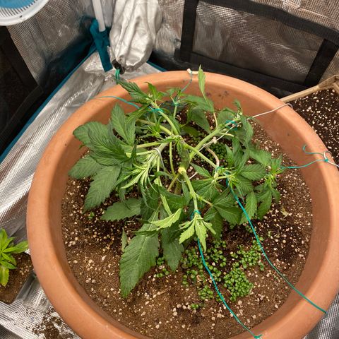 Harmony growlog timeline photo