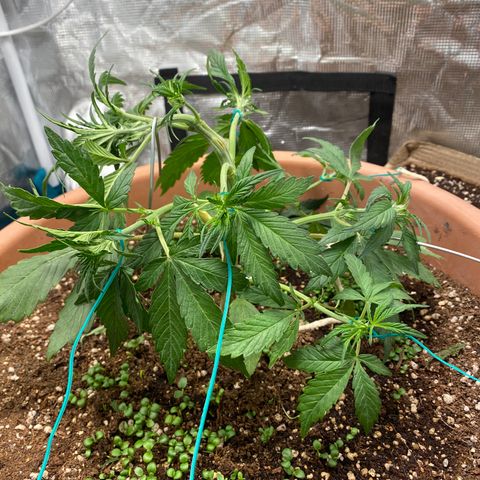 Harmony growlog timeline photo