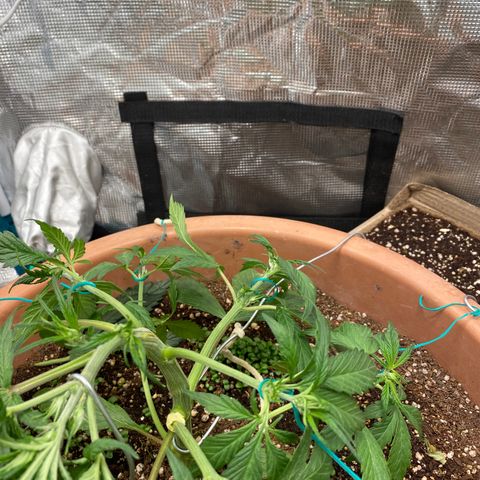 Harmony growlog timeline photo