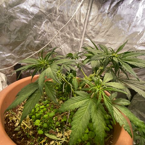 Harmony growlog timeline photo