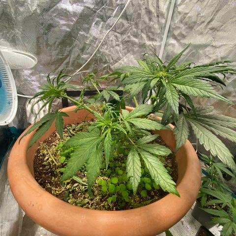 Harmony growlog timeline photo