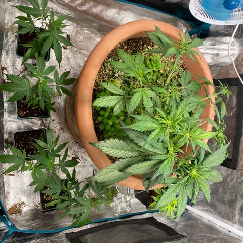 Harmony growlog timeline photo
