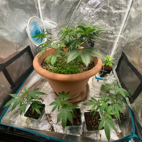 Harmony growlog timeline photo