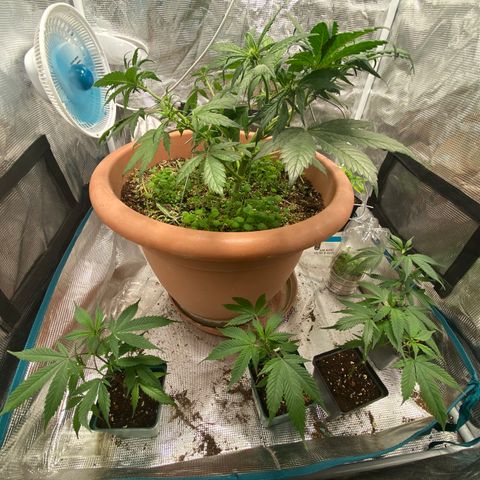 Harmony growlog timeline photo