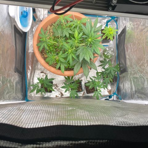 Harmony growlog timeline photo