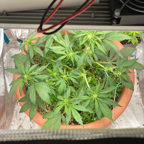 Harmony growlog timeline photo