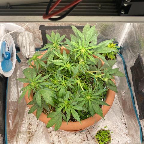 Harmony growlog timeline photo