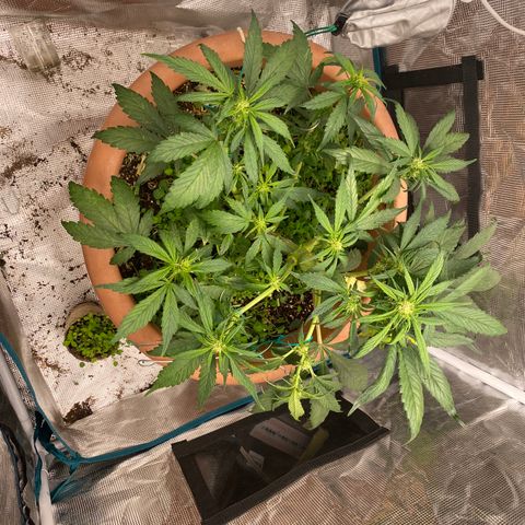 Harmony growlog timeline photo