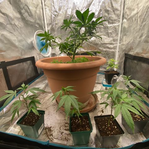 Harmony growlog timeline photo