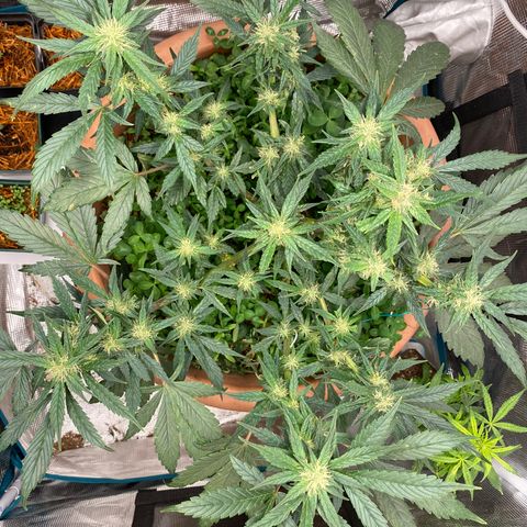 Harmony growlog timeline photo