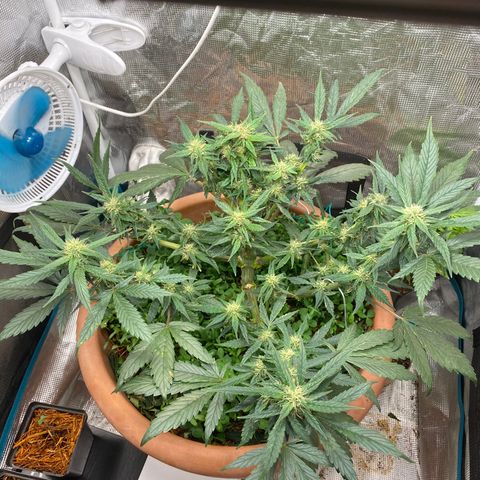 Harmony growlog timeline photo