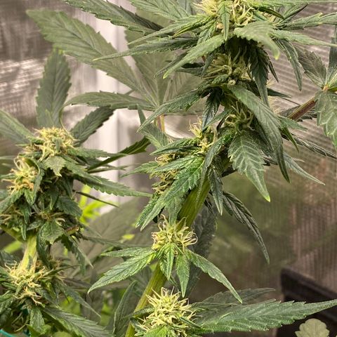 Harmony growlog timeline photo