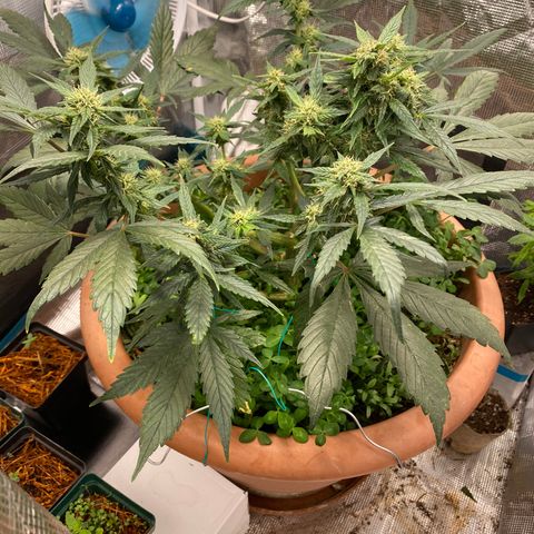 Harmony growlog timeline photo