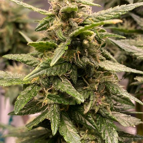 Harmony growlog timeline photo
