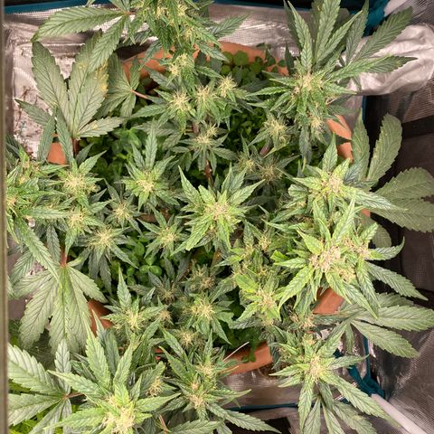 Harmony growlog timeline photo